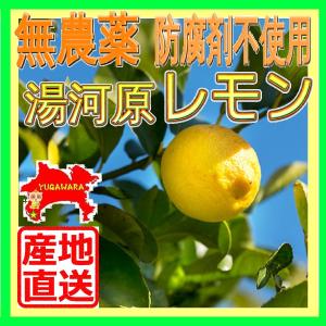 無農薬 防腐剤不使用 国産レモン 家庭用訳ありレモン1kgから 採れたて新鮮 産地直送 檸檬 れもん 塩レモン レモン漬け 湯河原みかん 柑橘