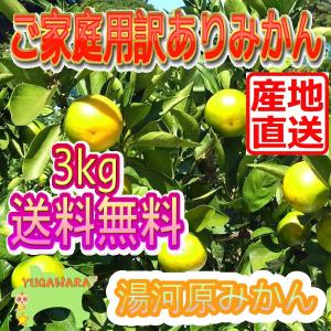 早生みかん ご家庭用訳ありみかん3kg 湯河原みかん 送料無料 防腐剤不使用 産地直送 ミカン 蜜柑 不選別 湯河原 訳3