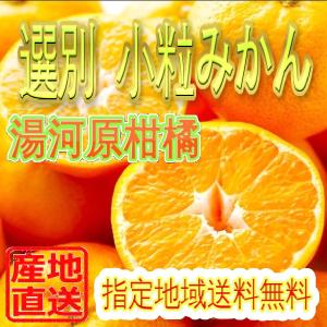 こつぶみかん ご家庭用訳ありみかん5kg 湯河原みかん 指定地域送料無料 防腐剤不使用 産地直送 ミカン 蜜柑 小粒5