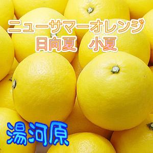 ニューサマーオレンジ 約9~10kg 防腐剤不使用 日向夏 ご家庭用不選別訳あり 指定地域送料無料 湯河原柑橘 小夏10