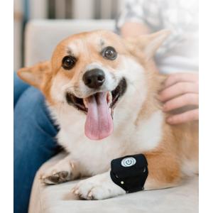 ペット用赤外光照射装置 Ray FocusPet レイフォーカス ペット LLLT
