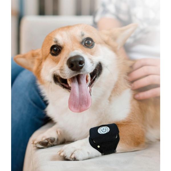 ペット用赤外光照射装置 Ray FocusPet レイフォーカス ペット LLLT