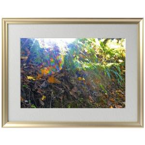 秋元隆良 奇跡の写真 鳳凰 発光 開運 幸運 画像 写真 開運開運フォト