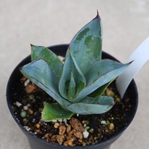 アガベ セルシーノバ(Agave celsii ...の商品画像