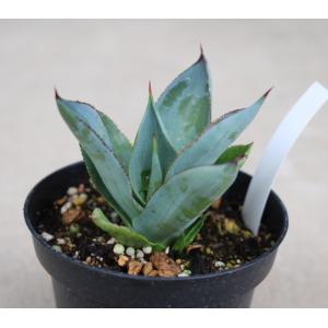 アガベ セルシーノバ(Agave celsii...の詳細画像1
