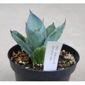 アガベ セルシーノバ(Agave celsii...の詳細画像2