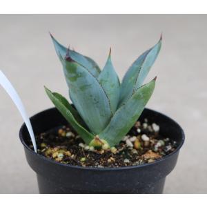 アガベ セルシーノバ(Agave celsii...の詳細画像3