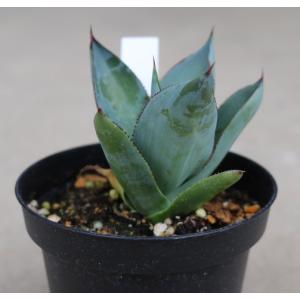 アガベ セルシーノバ(Agave celsii...の詳細画像4