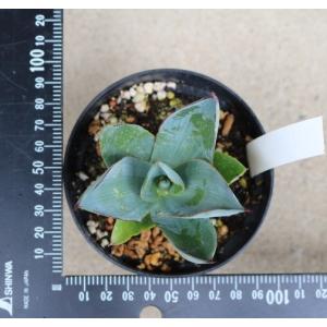 アガベ セルシーノバ(Agave celsii...の詳細画像5