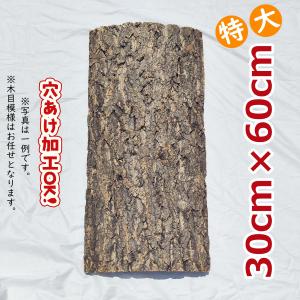 お任せ 20×50cm コルク樹皮 コルク板 バージンコルク チランジア