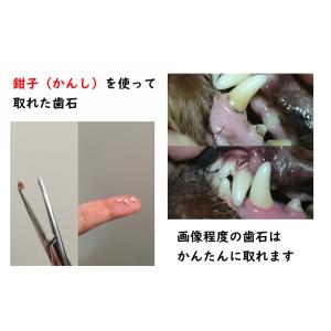 犬 猫 歯石ケア 歯磨きジェル スターターキッ...の詳細画像3