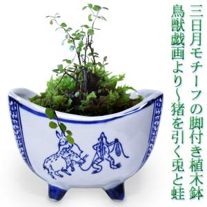 植木鉢 陶器 大型 和風 おしゃれ 盆栽 山野草 仕立鉢 ラン 蘭 生子縄渕