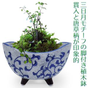 そば猪口型ミニ植木鉢 5種 底穴あり lhr514 受け皿 盆栽 多肉植物 塊根