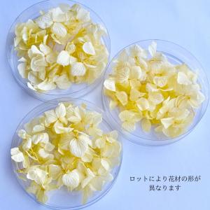 ハーバリウム 花材 あじさい ブリザーブドフラ...の詳細画像2