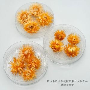 ハーバリウム 花材 デイジー ブリザーブドフラ...の詳細画像2