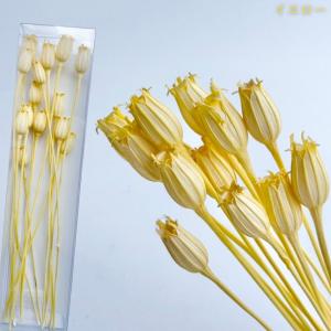 ハーバリウム 花材 フローレンティナ ブリザー...の詳細画像4