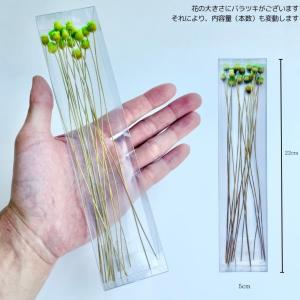 ハーバリウム 花材 ジャジルダ ブリザーブドフ...の詳細画像1