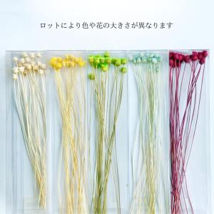 ハーバリウム 花材 ジャジルダ ブリザーブドフ...の詳細画像2