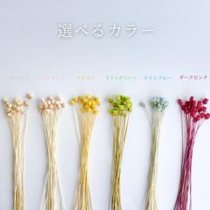 ハーバリウム 花材 ジャジルダ ブリザーブドフ...の詳細画像3