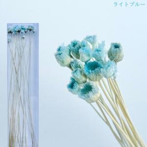 ハーバリウム 花材 ジャジルダ ブリザーブドフ...の詳細画像4