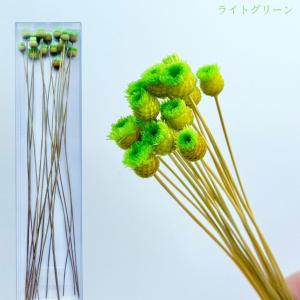 ハーバリウム 花材 ジャジルダ ブリザーブドフ...の詳細画像5