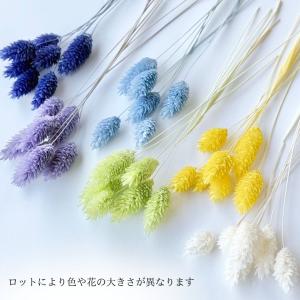 ハーバリウム 花材 ポアプランツ ブリザーブド...の詳細画像2