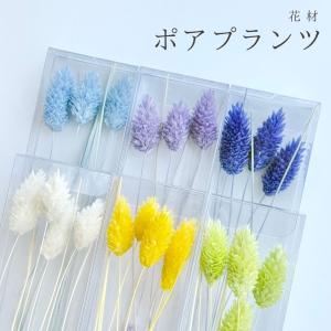 ハーバリウム 花材 ポアプランツ ブリザーブド...の詳細画像3