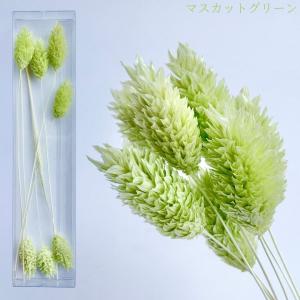 ハーバリウム 花材 ポアプランツ ブリザーブド...の詳細画像5