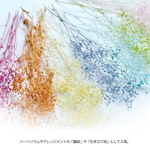 ハーバリウム 花材 カスミ草 ブリザーブドフラ...の詳細画像3