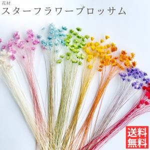 ハーバリウム 花材 スターフラワーブロッサム ブリザーブドフラワー 中身が見えるクリアケースに入っています 横浜ハーバリウム弐番店｜cwoo1st