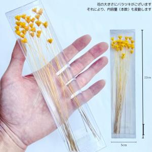 ハーバリウム 花材 スターフラワーブロッサム ...の詳細画像1