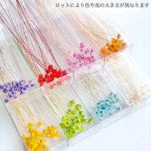 ハーバリウム 花材 スターフラワーブロッサム ...の詳細画像2