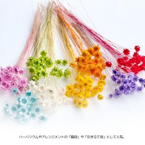ハーバリウム 花材 スターフラワーブロッサム ...の詳細画像3
