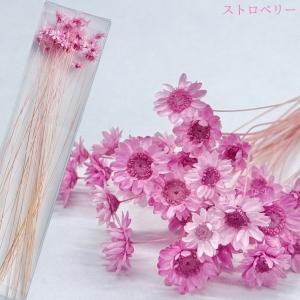 ハーバリウム 花材 スターフラワーブロッサム ...の詳細画像5