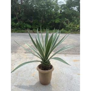 アガベ ハクセンコウ 白閃光 竜舌蘭 Mサイズ @10000 塊根植物 多肉植物 盆栽 観葉植物