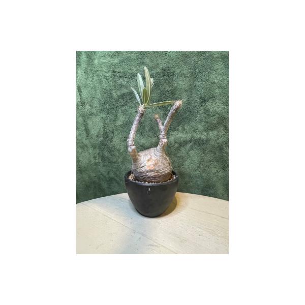 パキポディウム グラキリス 象牙宮 Lサイズ @38000 塊根植物 多肉植物 盆栽 観葉植物 #G...