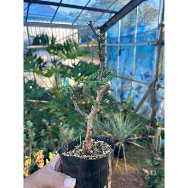 センナ メリディオナリス 枝差し 発根ずみ Mサイズ @9000 塊根植物 多肉植物 盆栽 観葉植物