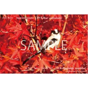 ポストカード【エナガ】