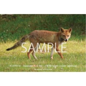 ポストカード【きつね】