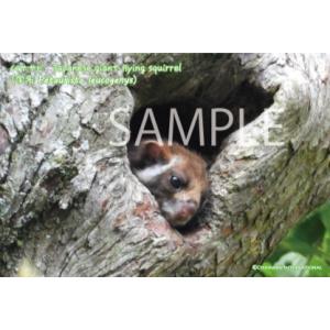 ポストカード【むささび】