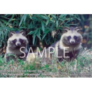 ポストカード【たぬき】