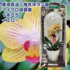 マイクロ胡蝶蘭の品種の商品一覧 通販 Yahoo ショッピング