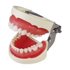 補綴修復用顎模型(NISSIN DENTAL MODEL) (D16FE-500A(GSF)-QF)