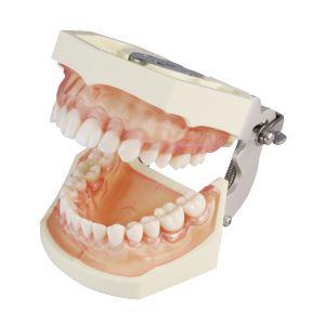 SRP用顎模型 P15FE-206H.2(GSE)-MF