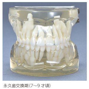 透明乳歯 永久歯交換期模型 永久歯交換期(7〜9歳頃) : 歯科医院専売品