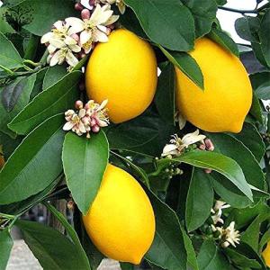 レモンの苗木リスボンレモン挿し木 5号鉢 品種で選べる果樹苗 1本売り 学名 Citrus Limon Lisbon 英語 Lisbon 最安値 価格比較 Yahoo ショッピング 口コミ 評判からも探せる