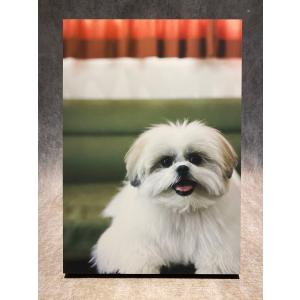 原宿ゴローズ大全Vol.1 : 代官山 蔦屋書店 ヤフー店 - 通販 - Yahoo