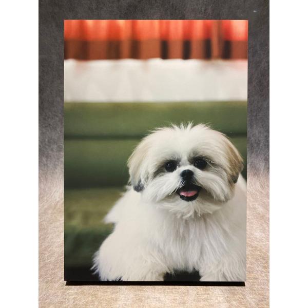 モコゾウ パネル１『おくつろぎモコゾウ』