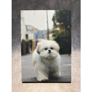 11月中旬入荷予定] ジェリー・マルケス キャンバスアート『Blue