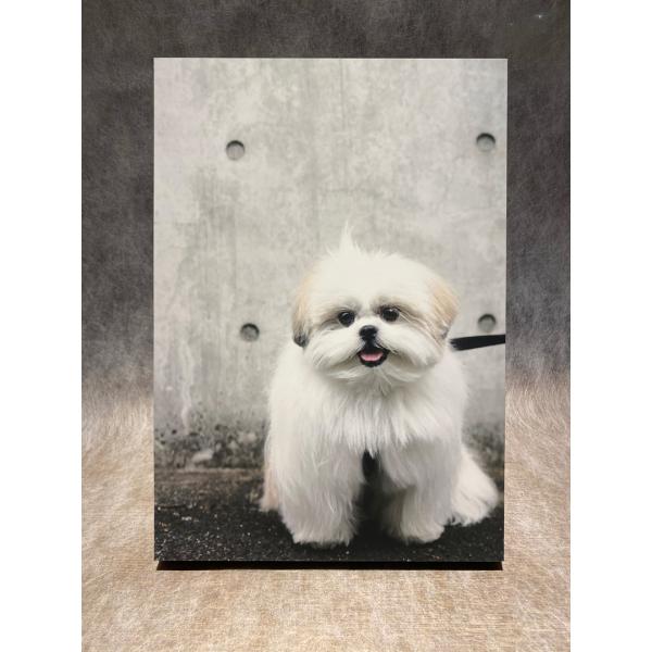 モコゾウ パネル５『妖怪アンテナたってるモコゾウ』